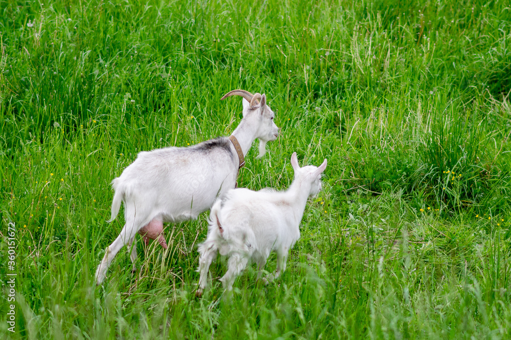 Fototapeta premium Two white goats in a field on the grass.
