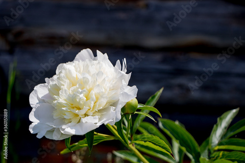 White peony closeup on a dark background.