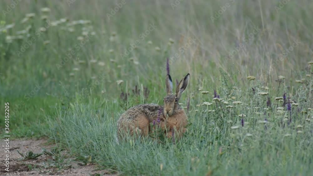 European hare eats grass on the edge of a rural road European hare eats grass on the edge of a rural road