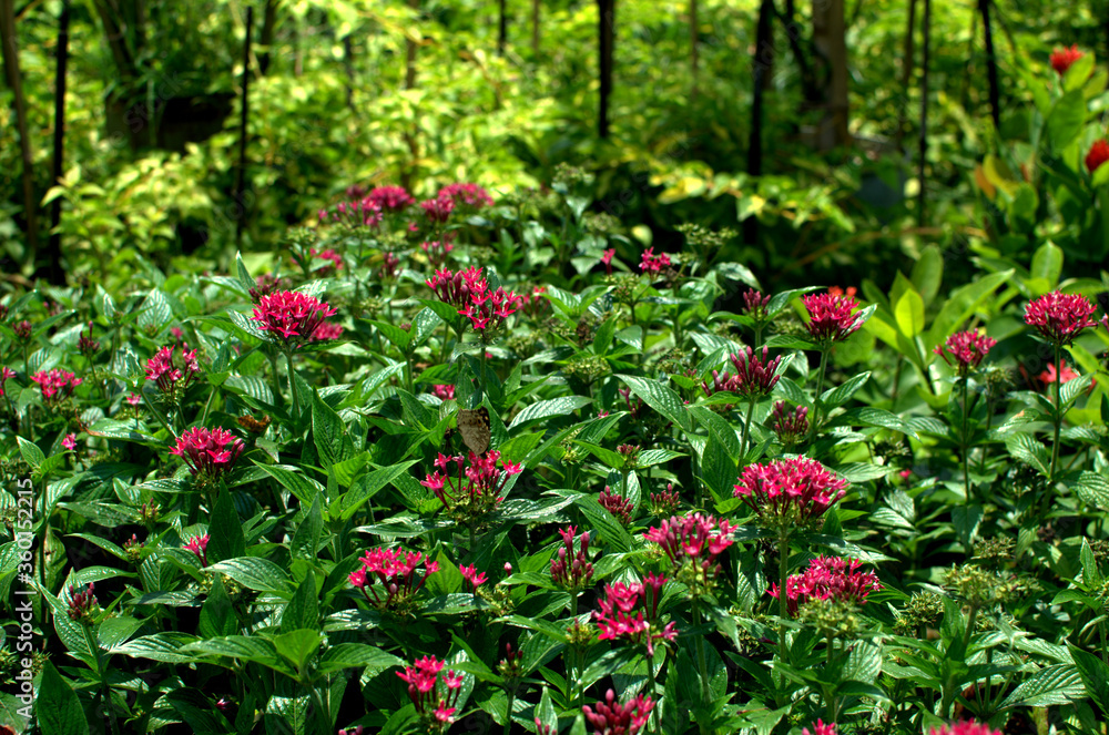 Red tropical milkweed, Milkweeds As Honey Plants Bee Culture. Red flowers of tropical milkweed, close-up, defocused background. Red tropical milkweed, Milkweeds As Honey Plants Bee Culture. Red flowers of tropical milkweed, close-up, defocused background.