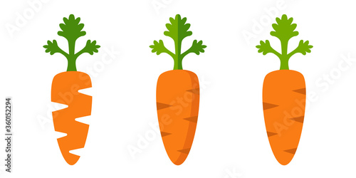 Carrots Vector Illustration Set