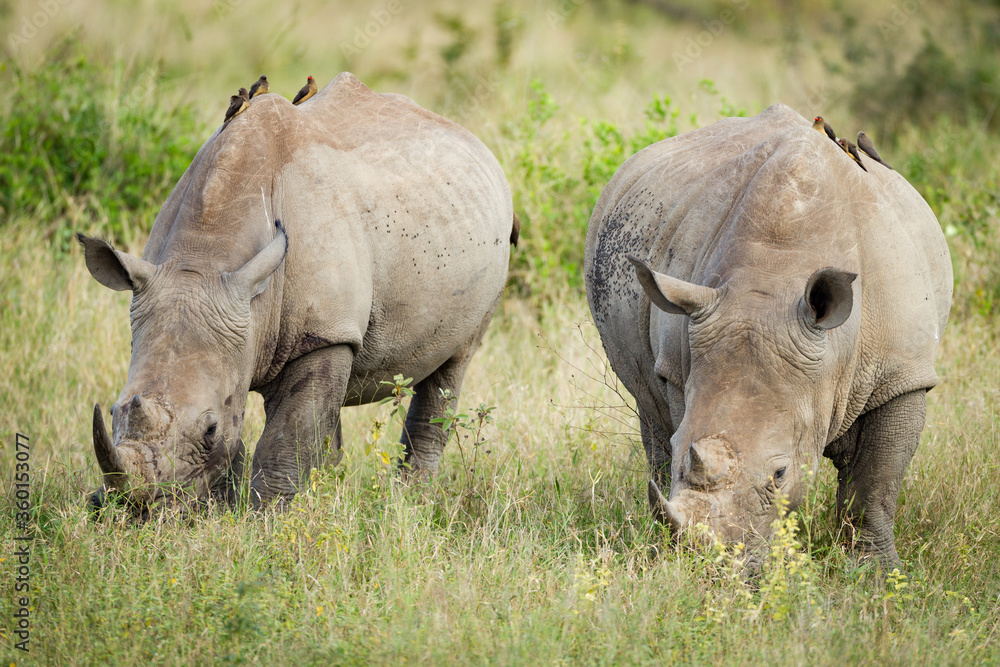 Fototapeta premium Two adult white rhino grazing with red billed ox peckers on their backs in Kruger Park South Africa