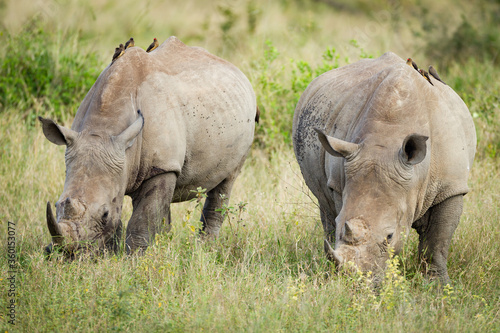 Two adult white rhino grazing with red billed ox peckers on their backs in Kruger Park South Africa