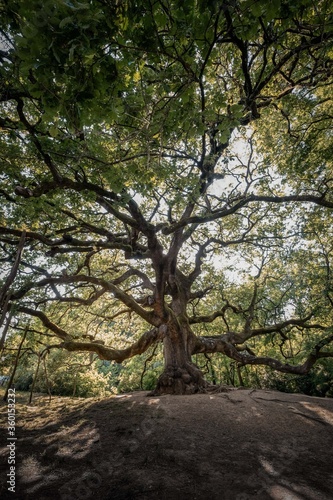 quercia delle streghe