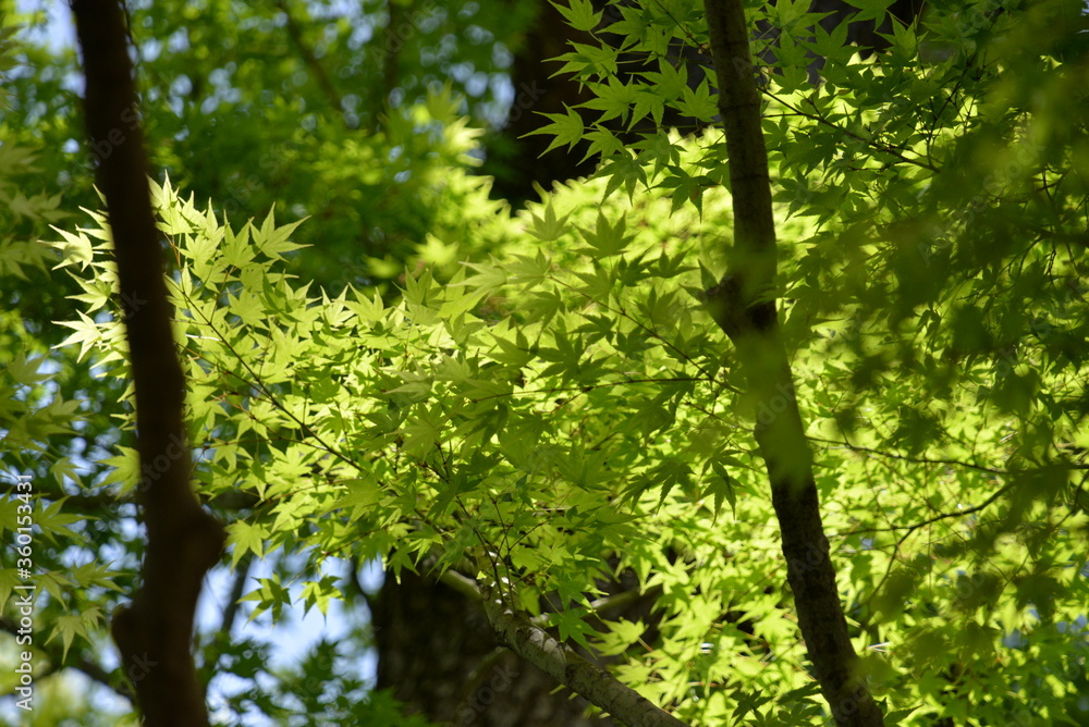 Fototapeta premium 新緑