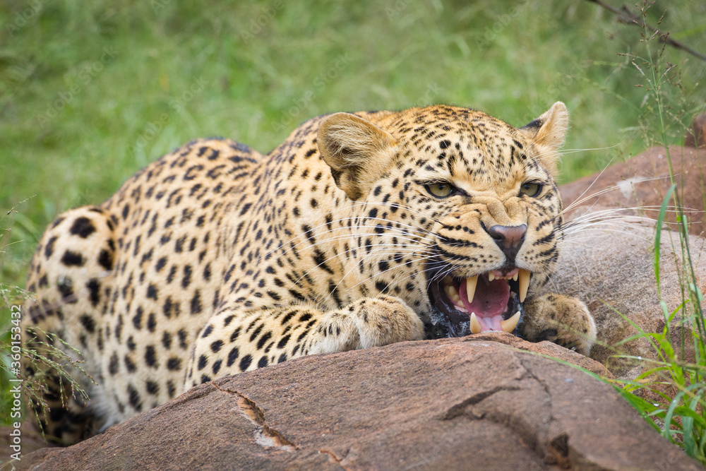 Fototapeta premium An aggressive male leopard snarling and crouching behind a big rock in Kruger Park South Africa