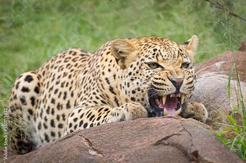 An aggressive male leopard snarling and crouching behind a big rock in Kruger Park South Africa