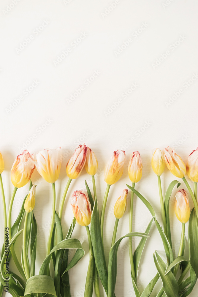 Flowers composition with many yellow tulips on white background. Flat lay, top view festive holiday celebration hero header