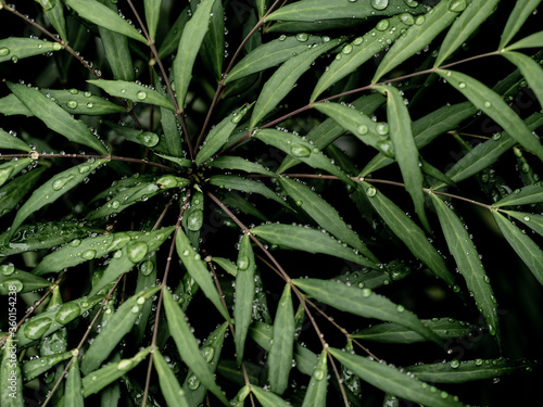 雨に濡れる植物の青葉 6月