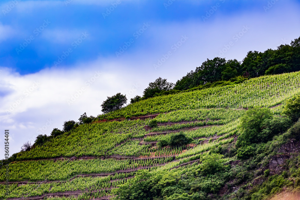 Vineyard in Rhine valley near Trier, Germany