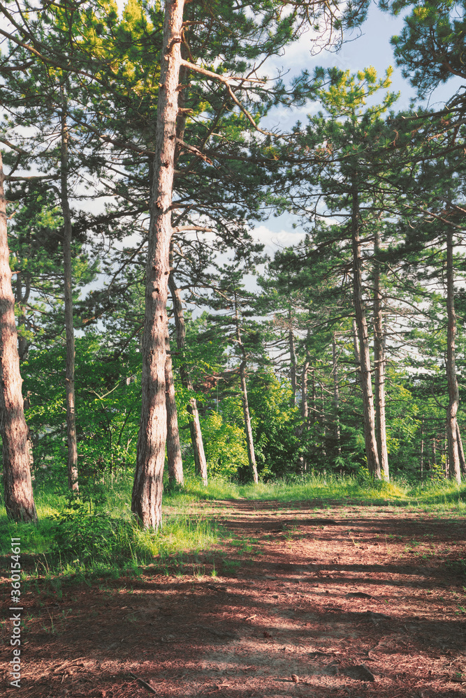 Obraz premium Forest in spring, natural background