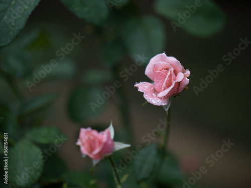 Wallpaper Mural 雨の日に咲くバラの花　6月 Torontodigital.ca