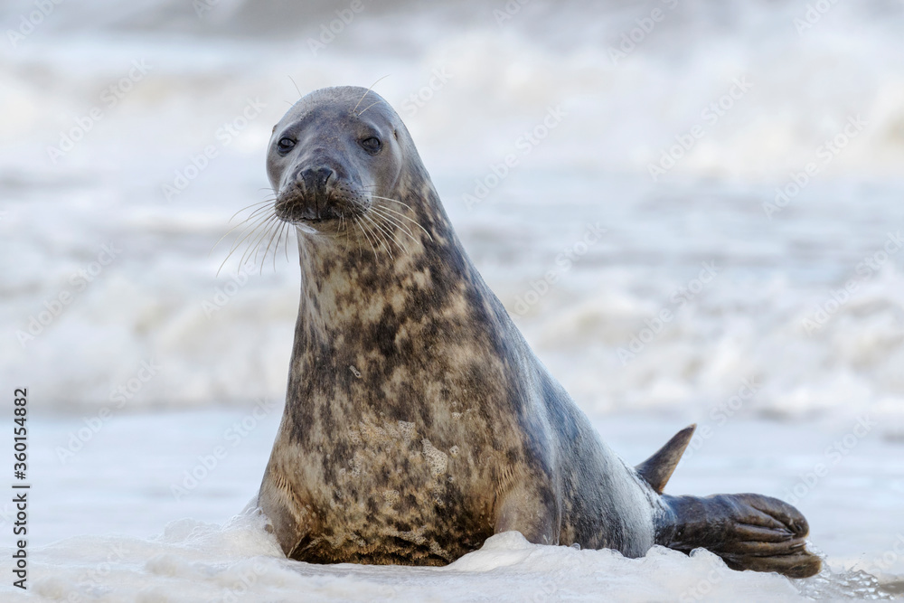 Fototapeta premium Atlantic Grey Seal young female