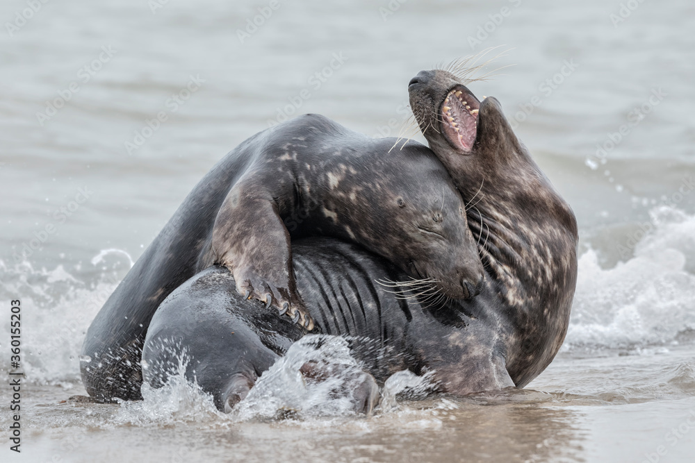 Fototapeta premium Atlantic Grey Seal young couple courtship play