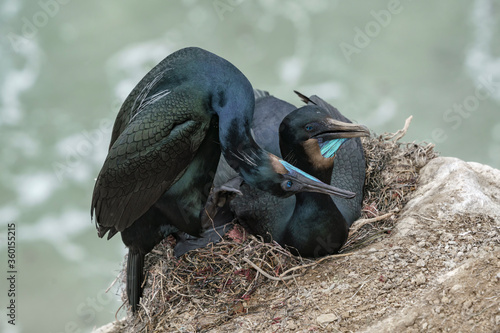 Fototapeta Naklejka Na Ścianę i Meble -  Brandt's Cormorant pair displaying at nest site