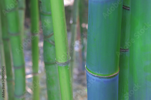 Bamboo green forest, bamboo stem close up, asian nature