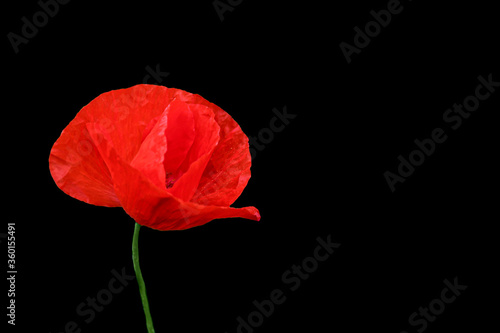 Red poppy blooming in a field on a black background