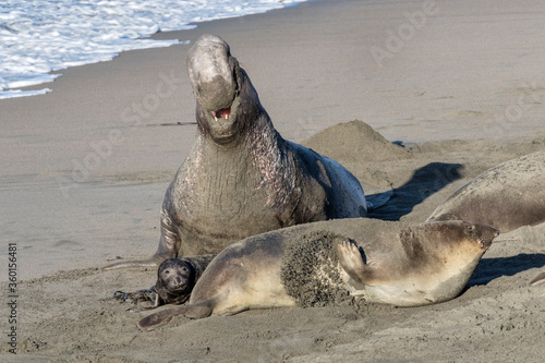 Northern Elephant Seal displaying dominance