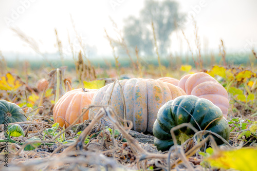 assorted pumpkins in a pumpkin patch