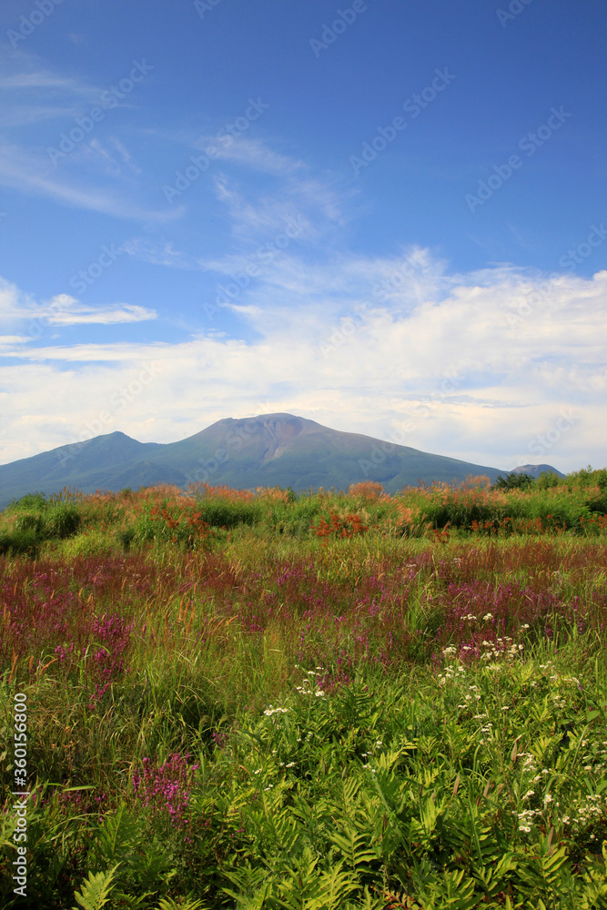 軽井沢浅間山と花 軽井沢浅間山と花