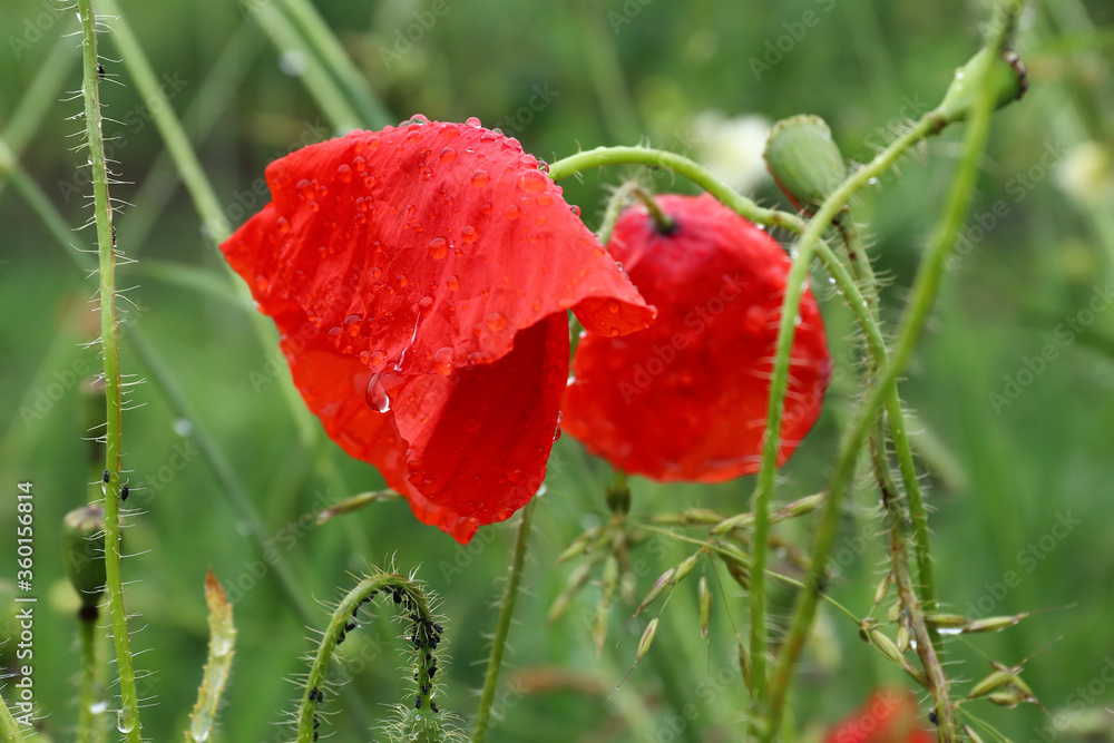Naklejka premium Blooming poppies after the rain