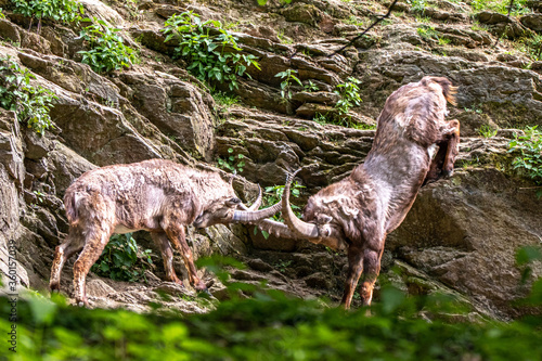 Foto Two rams fighting on a rock cliff