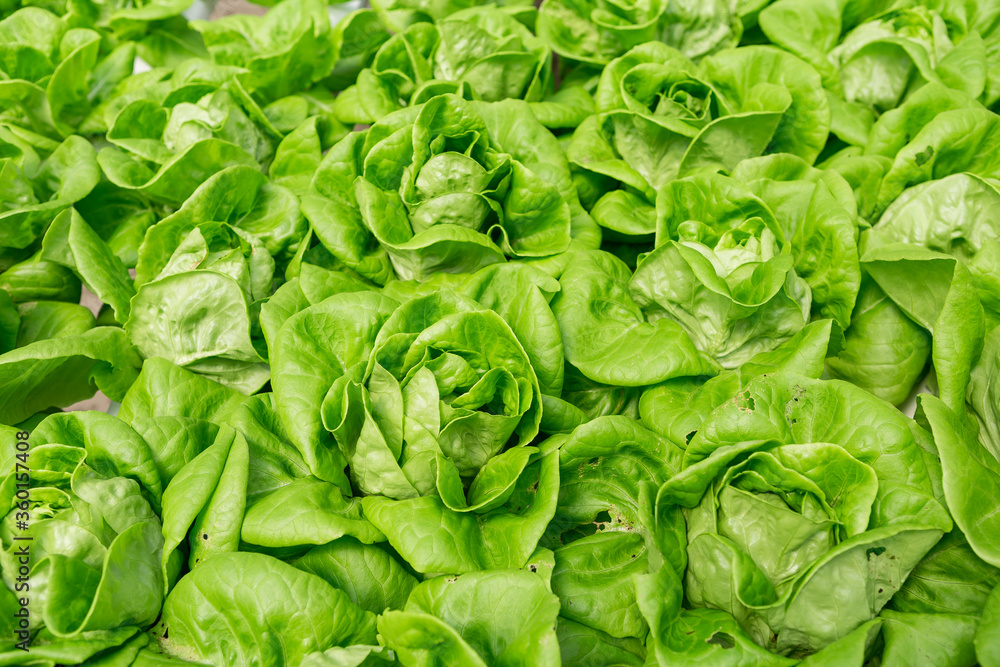 Lettuce farming, Downy mildew lettuce, problem and serious disease for lettuce, damage lettuce leaves Lettuce farming, Downy mildew lettuce, problem and serious disease for lettuce, damage lettuce leaves
