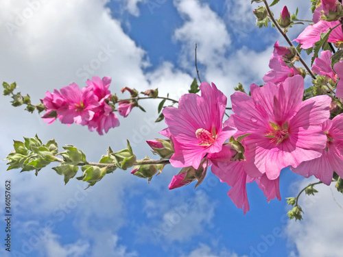 Bilde på lerret pink mallow flowers against blue sky