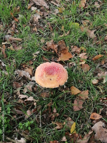 mushroom in the forest