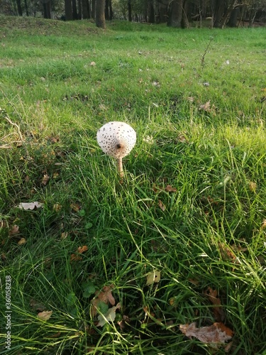 dandelion in the grass