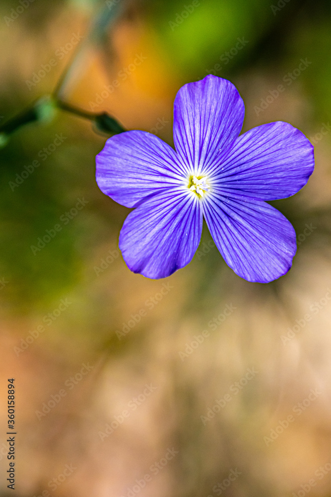 A stripped purple flower blossom A stripped purple flower blossom