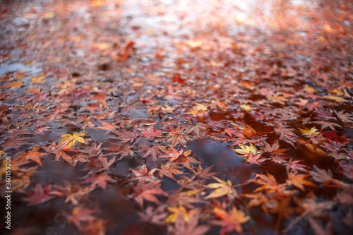 落葉と水面 秋のイメージ