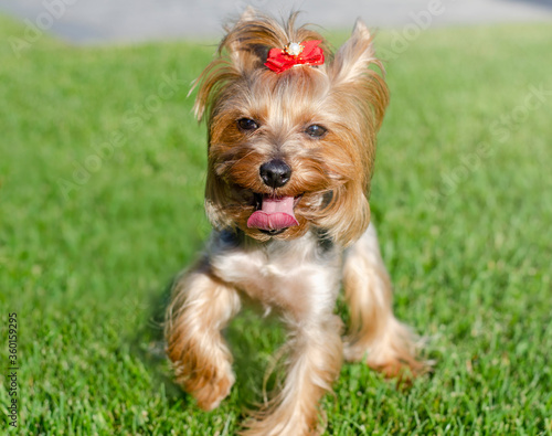 Dog pet Yorkshire Terrier on a walk in the park