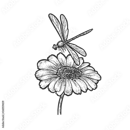 dragonfly over daisy flower sketch engraving vector illustration. T-shirt apparel print design. Scratch board imitation. Black and white hand drawn image.