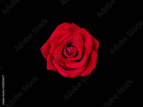 Alov Roses. red rose isolated on black background