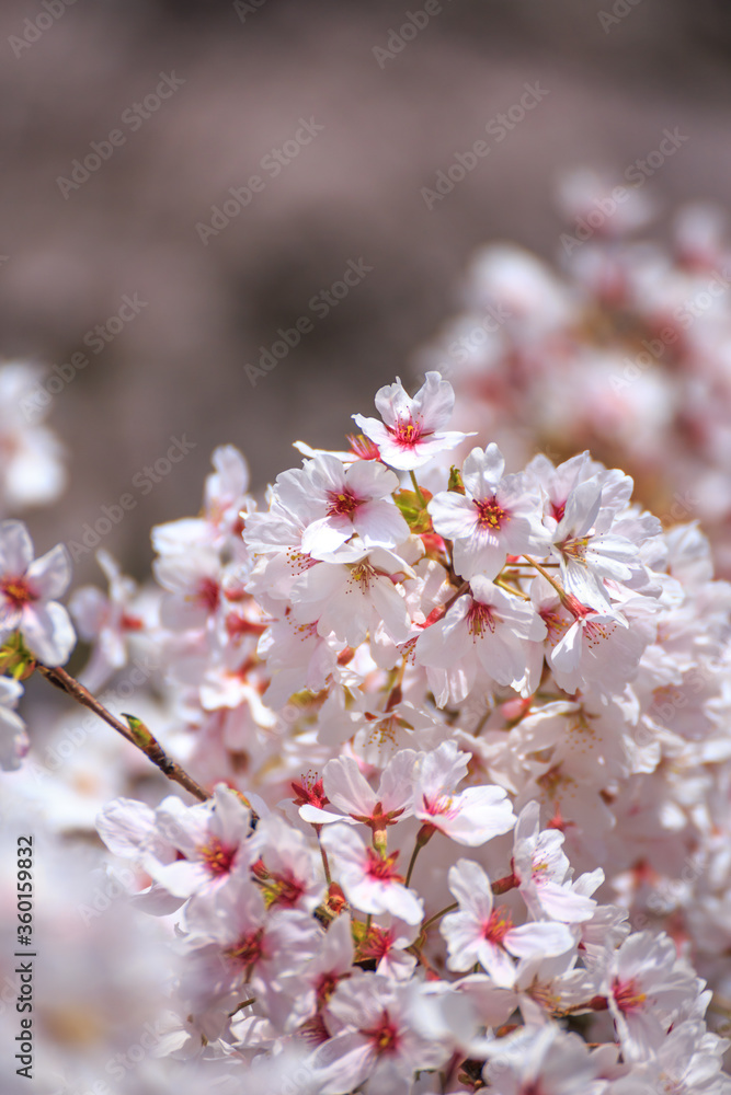 桜の花 春のイメージ 桜の花 春のイメージ