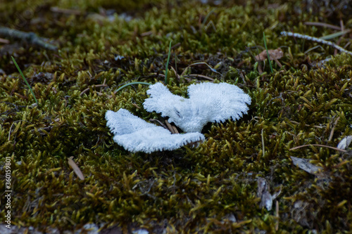 Close up of a common split gill mushroom, Schizophyllum commune or gemeiner Spaltblättling photo