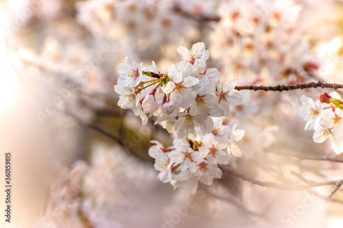 桜の花 春のイメージ