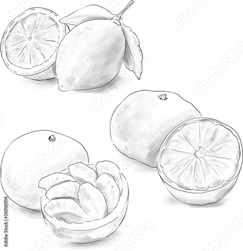柑橘果物の水彩イラスト（白黒）