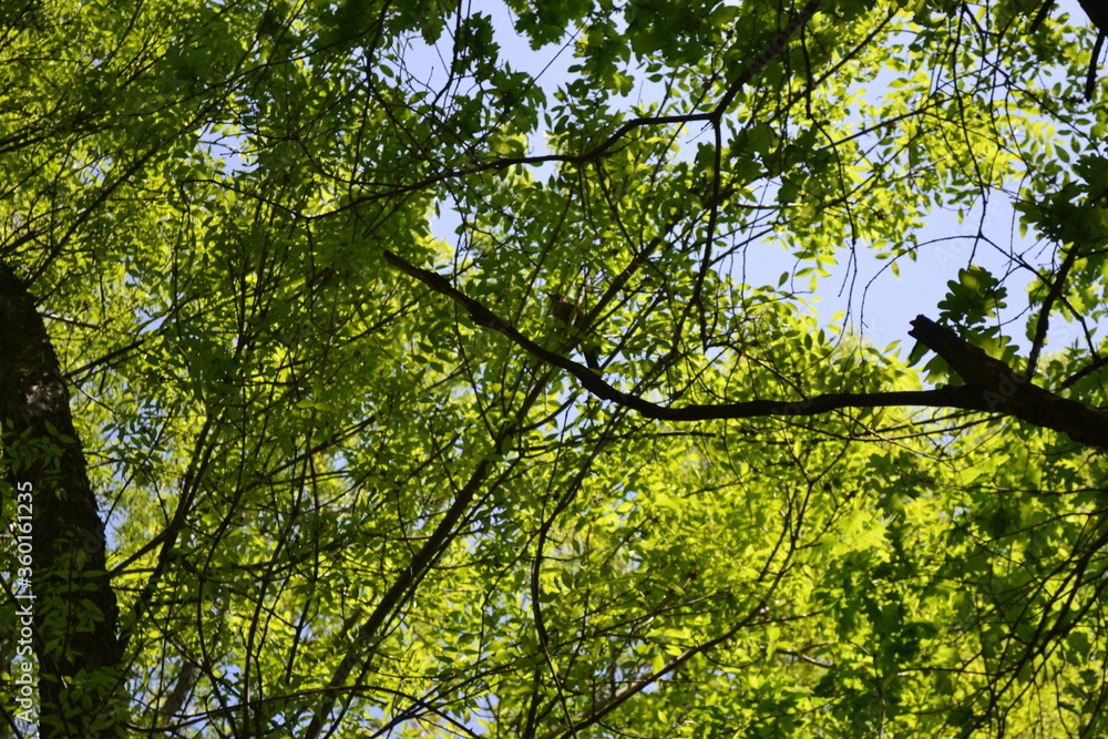 Fototapeta premium Trees in a grove. Early summer. Birds
