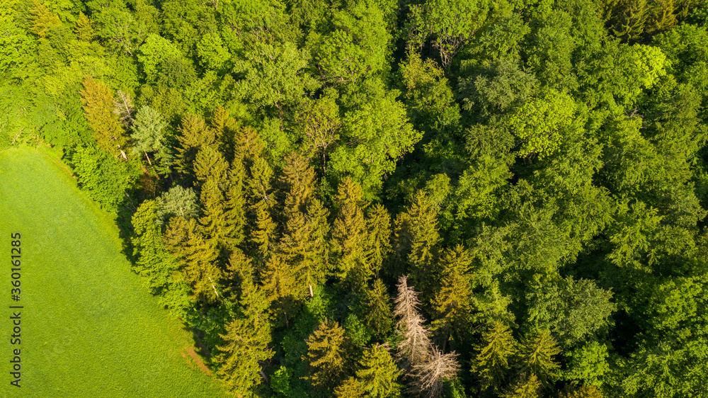 Waldlandschaft von Oben Waldlandschaft von Oben