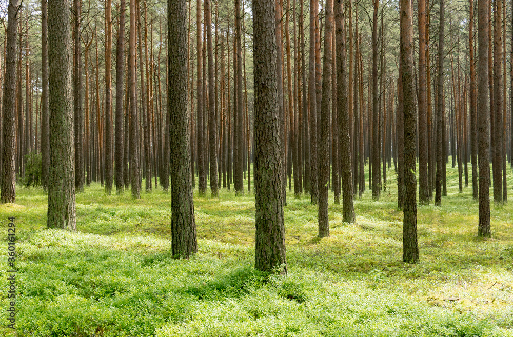 Fototapeta premium Bory Tucholskie; Polska
