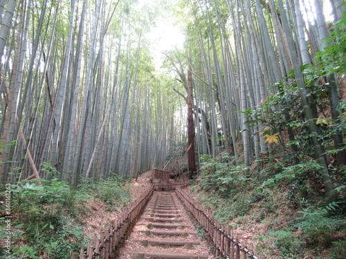 竹道