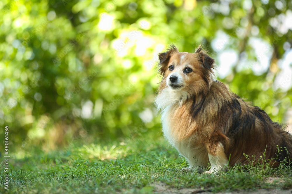 Small cute white-red dog playing in a park. Summer outdoor recreation. Doggy waiting for the owner. Small cute white-red dog playing in a park. Summer outdoor recreation. Doggy waiting for the owner.