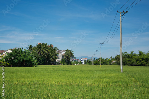 Rice field. Hoi an, Vietnam.