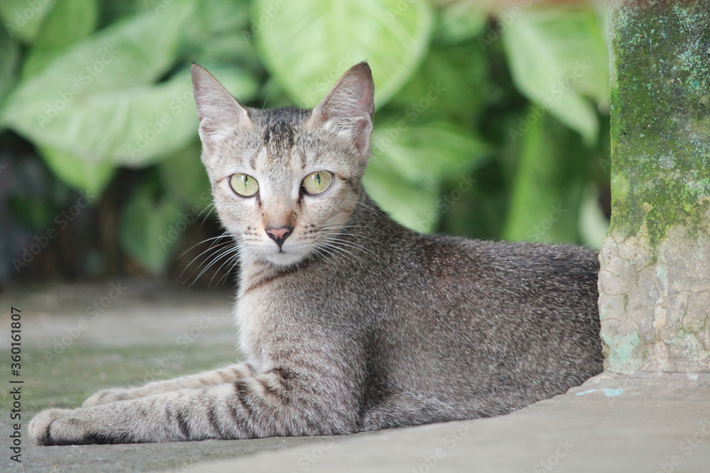 cat in the garden