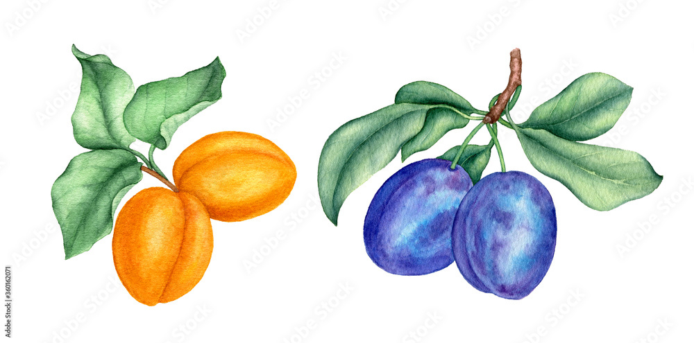 Obraz premium Collection of apricot and plum branches with green leaves isolated on a white background watercolor illustration suitable for food designs