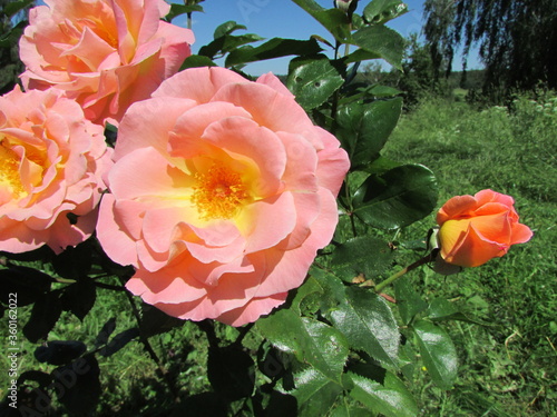 rose in the garden