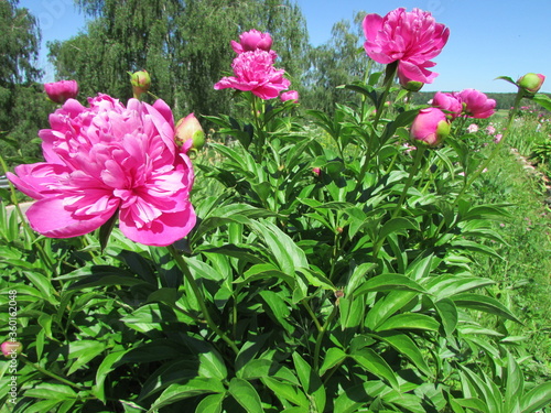 pink flowers in the garden