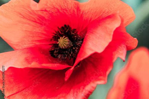Poppies in a rye field